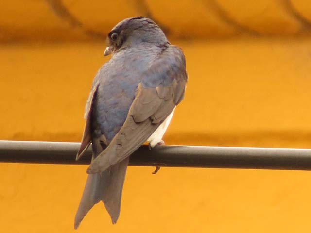 �n�C���l�����T�L�c�o��, Progne chalybea