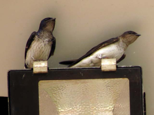 �n�C���l�����T�L�c�o��, Progne chalybea