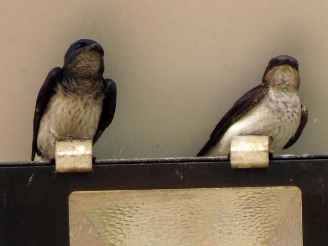 �n�C���l�����T�L�c�o��, Progne chalybea