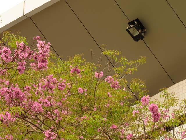 �c�o���̑�