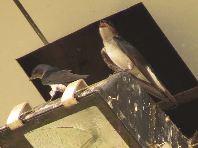 �c�o���̑�