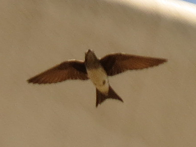 �n�C���l�����T�L�c�o��, Progne chalybea