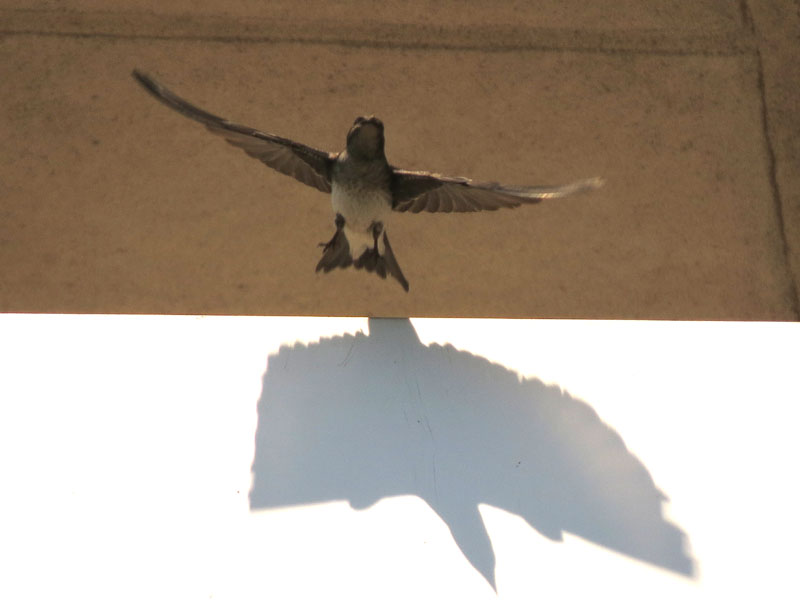 �n�C���l�����T�L�c�o��, Progne chalybea