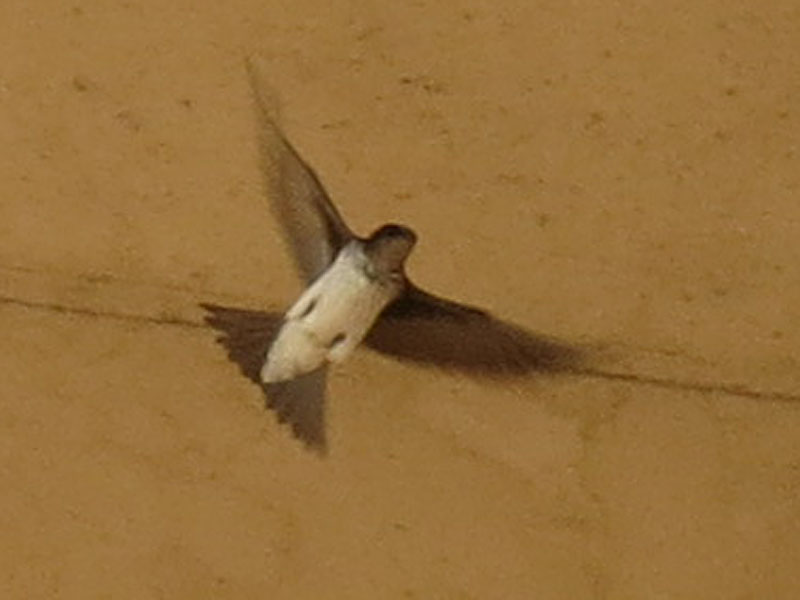 �n�C���l�����T�L�c�o��, Progne chalybea