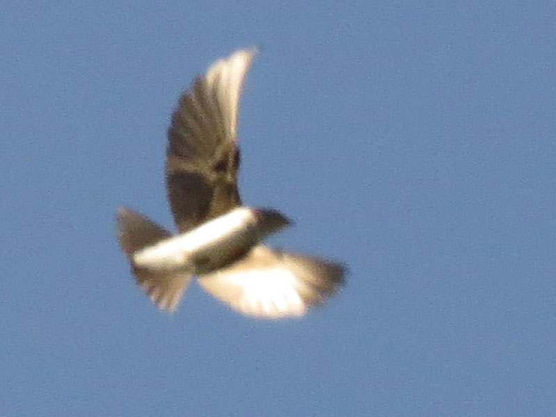 �n�C���l�����T�L�c�o��, Progne chalybea