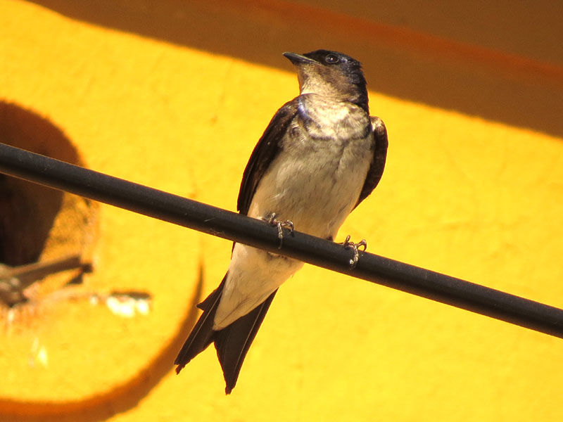 �n�C���l�����T�L�c�o��