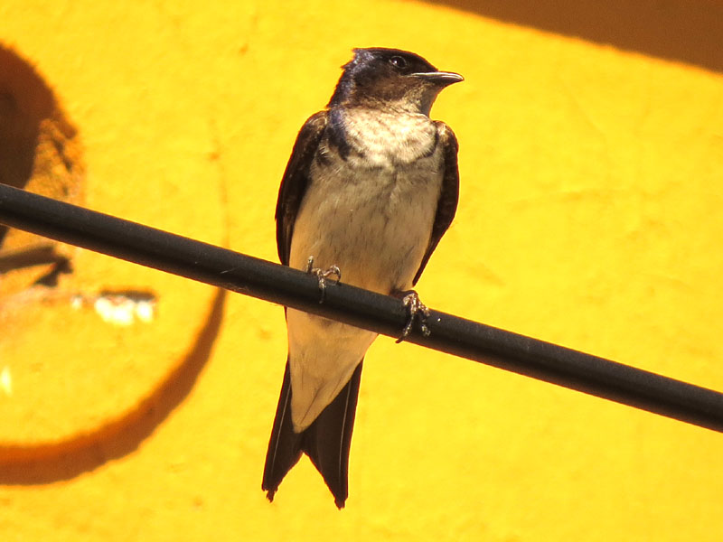 �n�C���l�����T�L�c�o��