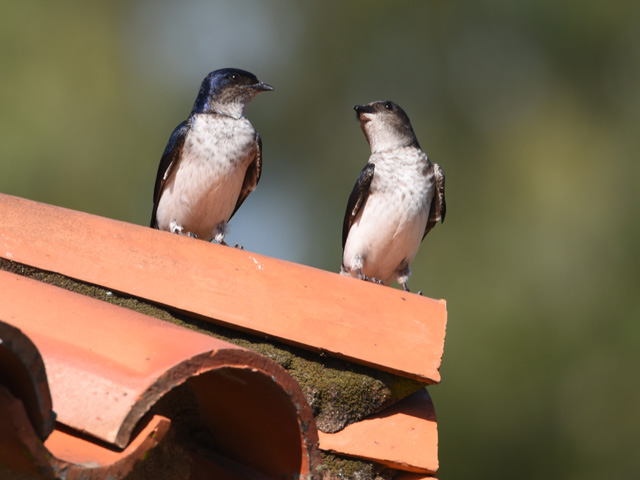 �n�C���l�����T�L�c�o�� (Progne chalybea)