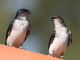 ハイムネムラサキツバメ (Progne chalybea)
