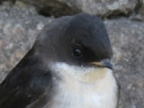 アイイロツバメ, Notiochelidon cyanoleuca