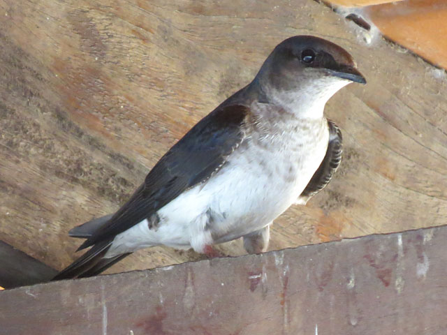 �n�C���l�����T�L�c�o��, Progne chalybea