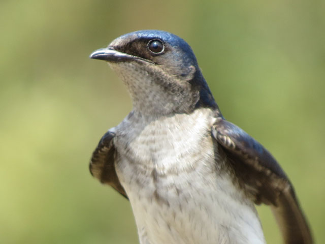 �n�C���l�����T�L�c�o��, Progne chalybea