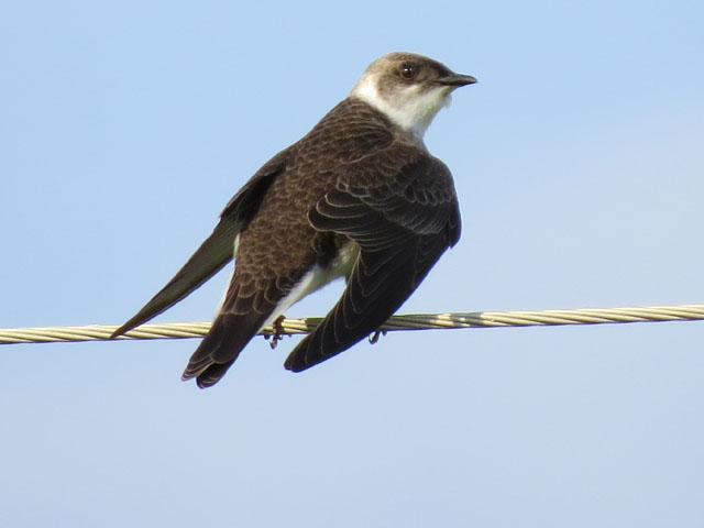 �`�����l�c�o��, Progne tapera