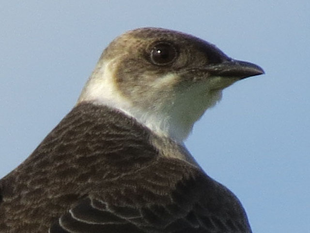 チャムネツバメ, Progne tapera