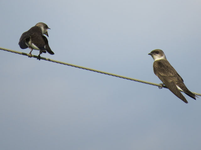 �`�����l�c�o��, Progne tapera