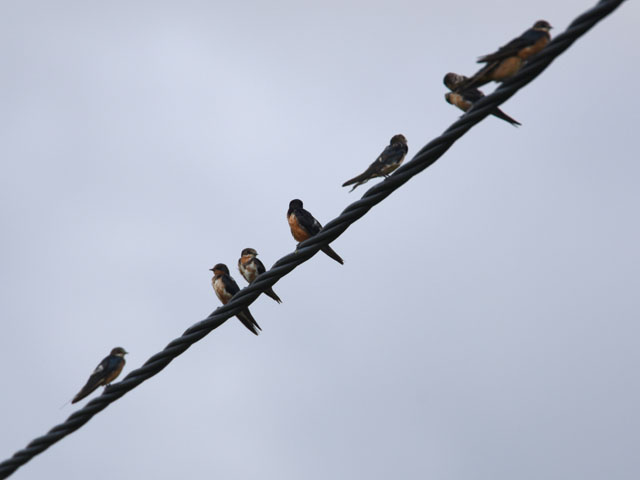 �c�o�� (Hirundo rustica)