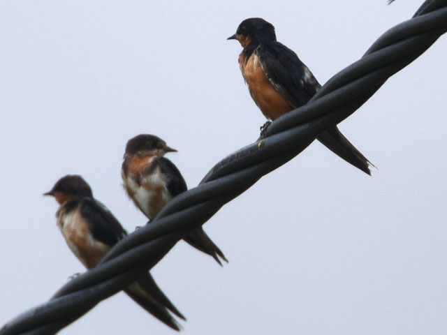 �c�o�� (Hirundo rustica)