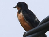 ツバメ (Hirundo rustica)