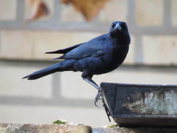 テリバネコウウチョウ, Molothrus bonariensis