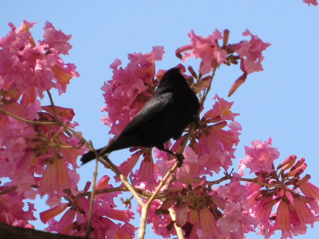 テリバネコウウチョウ, Molothrus bonariensis