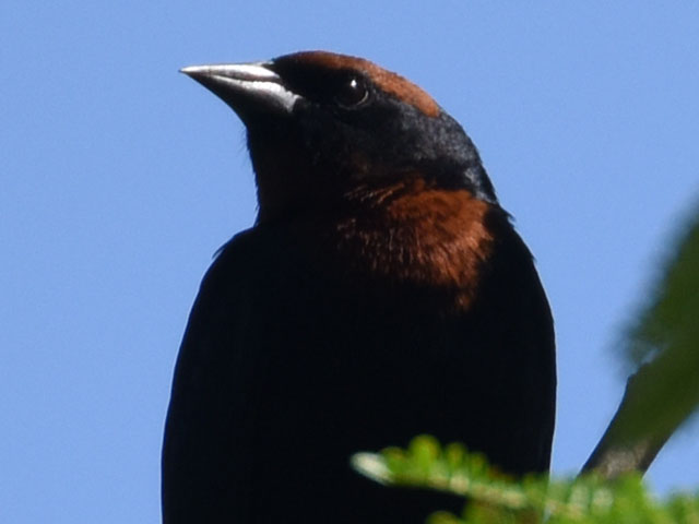 �`���K�V���n�S�����K���X (Chrysomus ruficapillus)