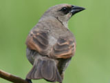 クリバネコウウチョウ, Agelaioides badius