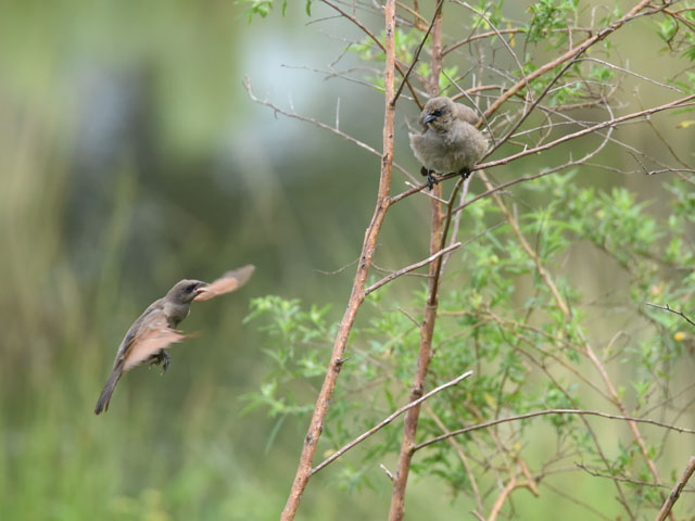 クリバネコウウチョウ, Agelaioides badius