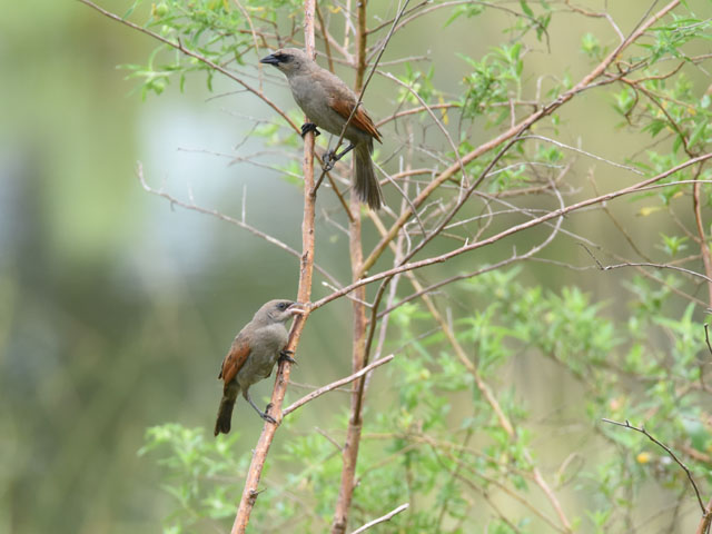 クリバネコウウチョウ, Agelaioides badius