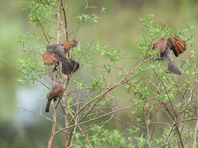 クリバネコウウチョウ, Agelaioides badius