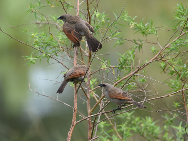 クリバネコウウチョウ, Agelaioides badius