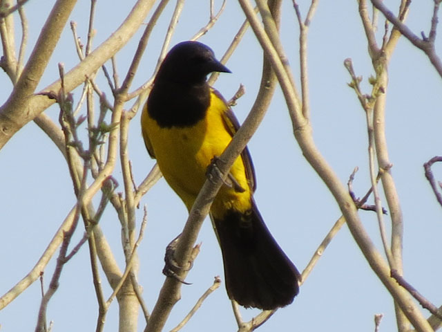 �k�}���N�h�����h�L, Pseudoleistes guirahuro