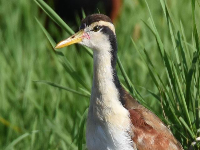 ナンベイレンカク (Jacana jacana)