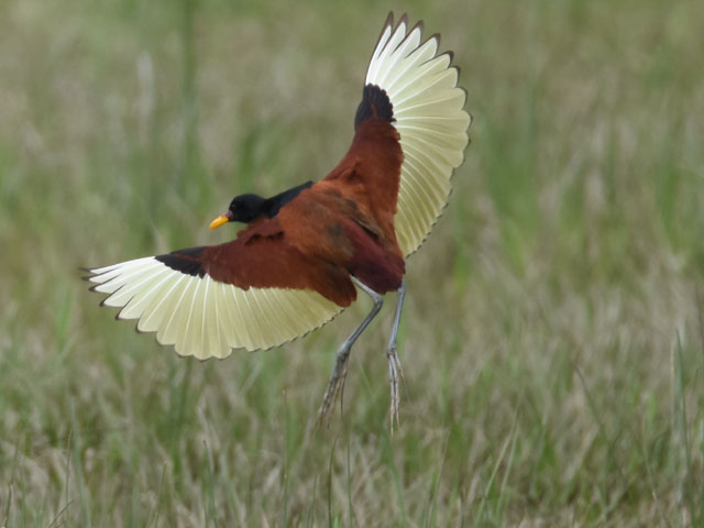 �i���x�C�����J�N (Jacana jacana)