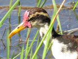 ナンベイレンカク, Jacana jacana