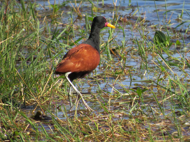 ナンベイレンカク, Jacana jacana