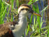 ナンベイレンカク, Jacana jacana juvenile