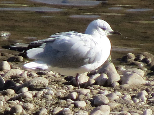 �A���f�X�J����, Chroicocephalus serranus