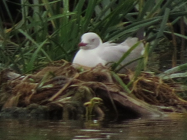 �Y�A�I�J����, Chroicocephalus cirrocephalus