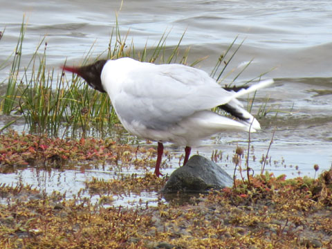 �A���f�X�J����, Chroicocephalus serranus