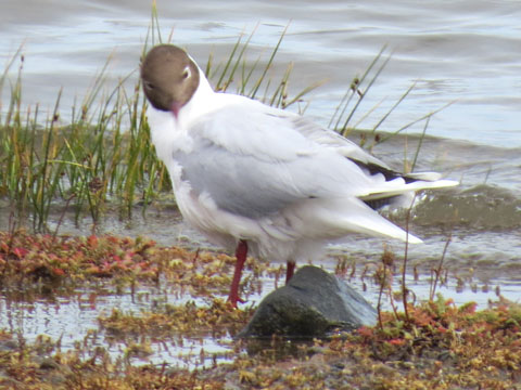 �A���f�X�J����, Chroicocephalus serranus