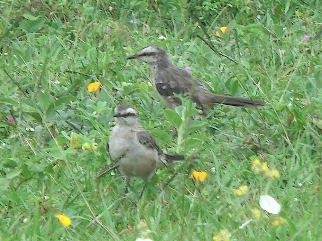 White-banded Mockingbird