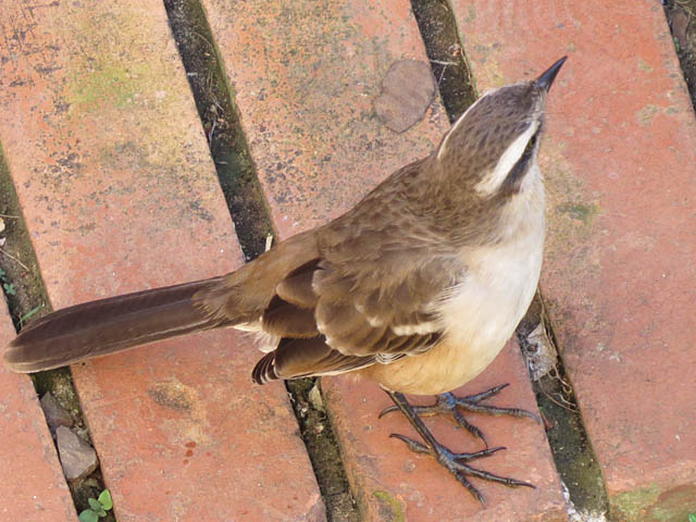 マミジロマネシツグミ, Mimus saturninus