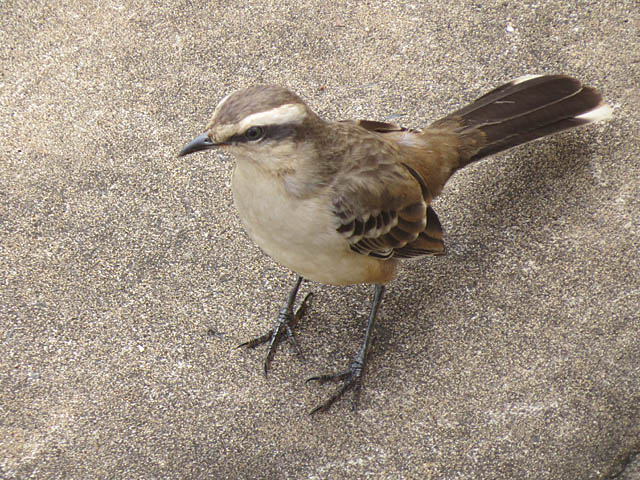 マミジロマネシツグミ, Mimus saturninus