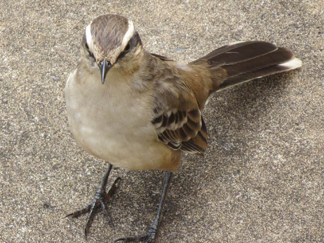マミジロマネシツグミ, Mimus saturninus