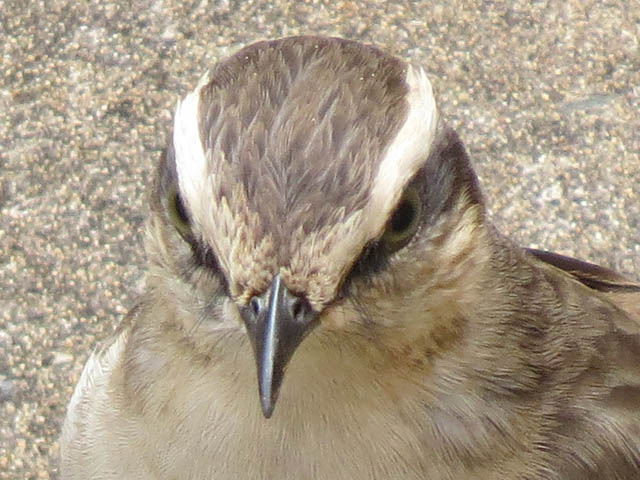 マミジロマネシツグミ, Mimus saturninus