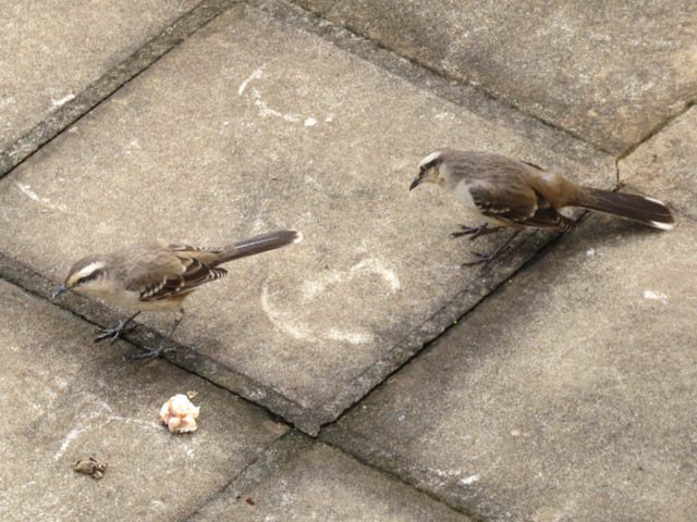 マミジロマネシツグミ, Mimus saturninus