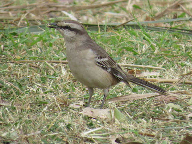 マミジロマネシツグミ, Mimus saturninus