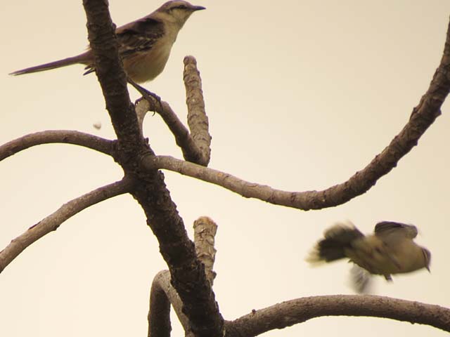 マミジロマネシツグミ, Mimus saturninus