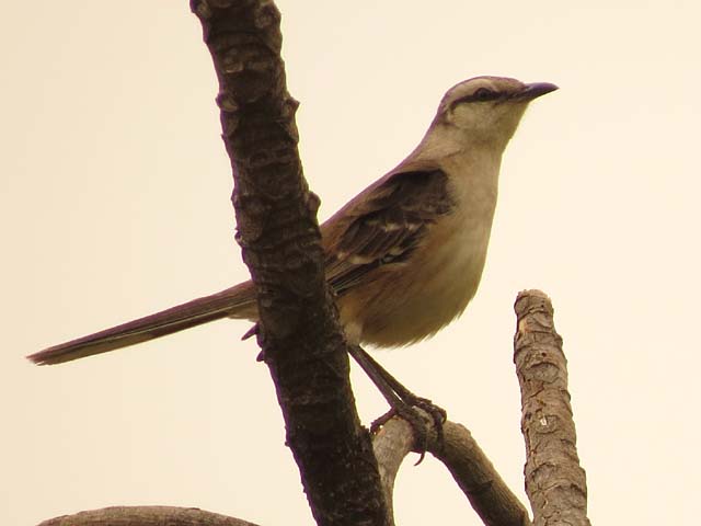 マミジロマネシツグミ, Mimus saturninus