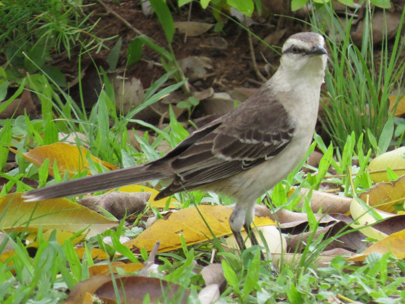 マミジロマネシツグミ, Mimus saturninus
